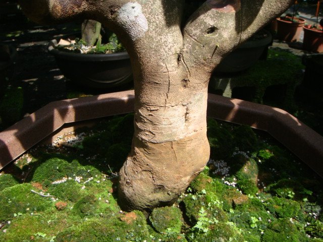 ���ϸ�Ư��