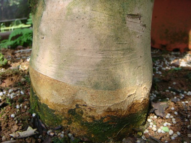 ����Ƥɫ��ͬ��.�������Ǽ޽ӵ�