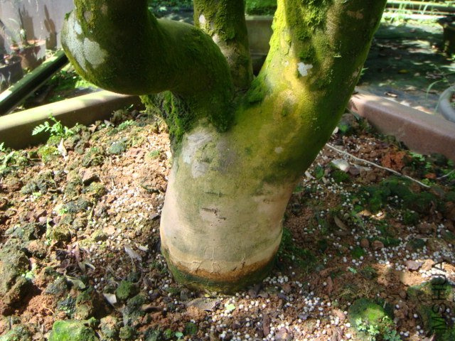 �h�Ŀ�����