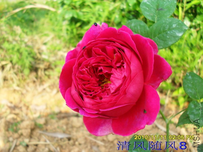 �����ޣ�Othello�� (1).jpg