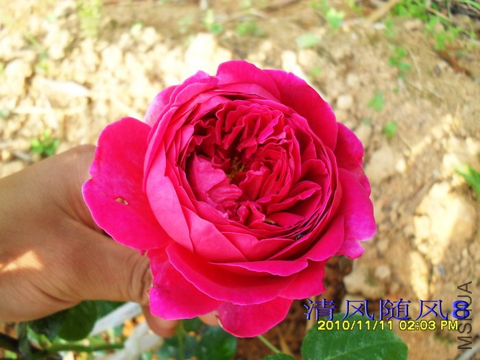 �����ޣ�Othello�� (2).jpg