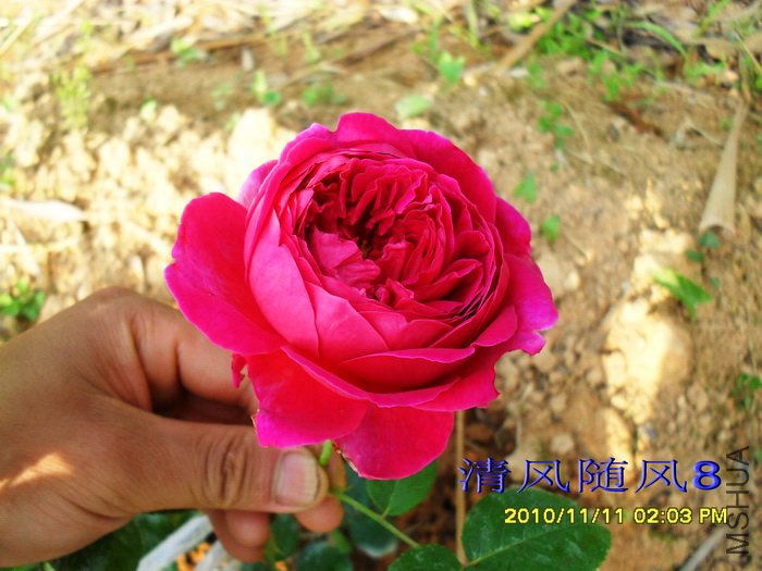 �����ޣ�Othello�� (3).jpg