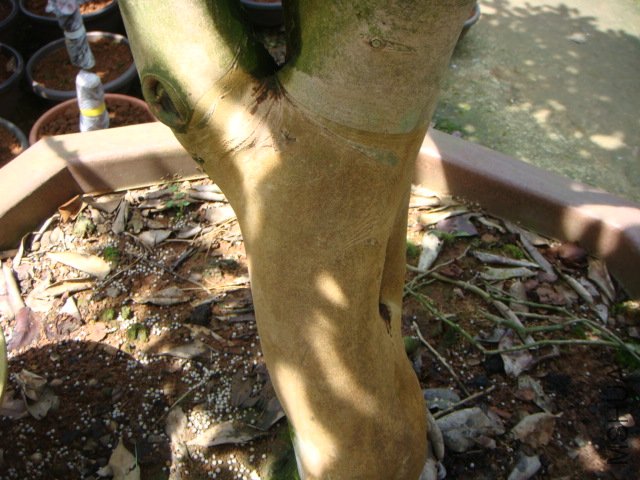 �޽Ӷ�ѿ����������