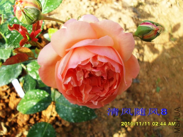 �˼����á�(Heaven on earth) (1).jpg