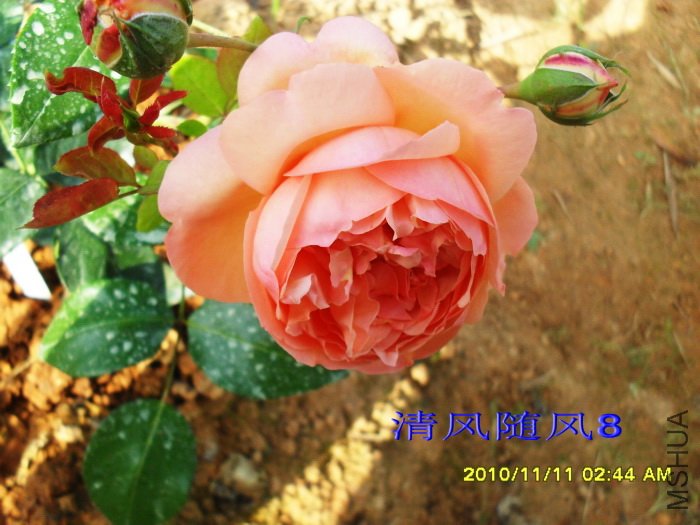 �˼����á�(Heaven on earth) (5).jpg