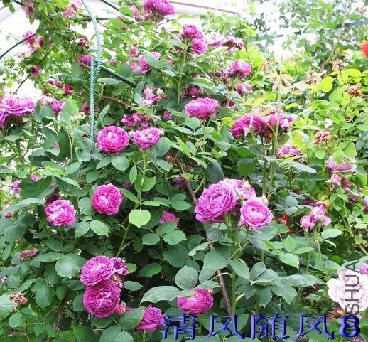 �����ɳĮ��Reine des Violettes�� (4).jpg