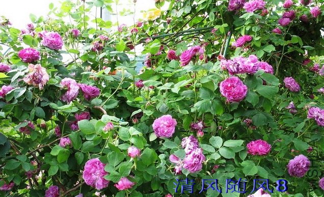 �����ɳĮ��Reine des Violettes�� (5).jpg