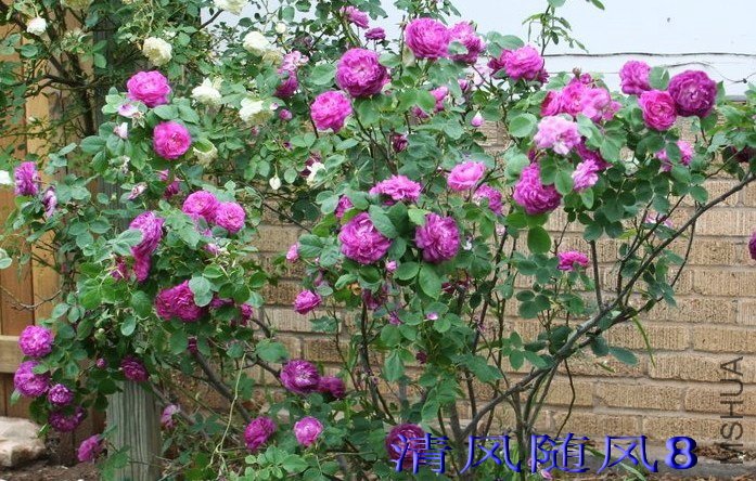 �����ɳĮ��Reine des Violettes�� (7).jpg