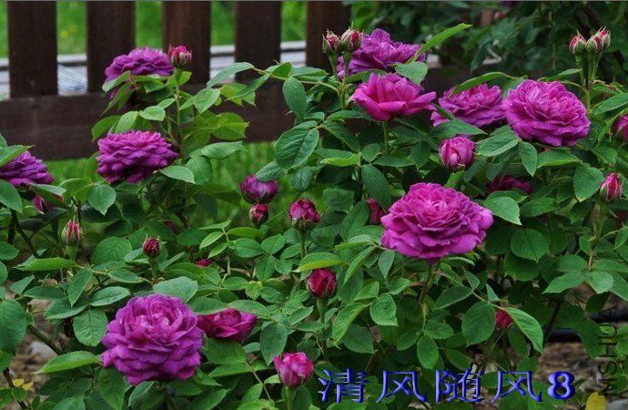 �����ɳĮ��Reine des Violettes�� (8).jpg