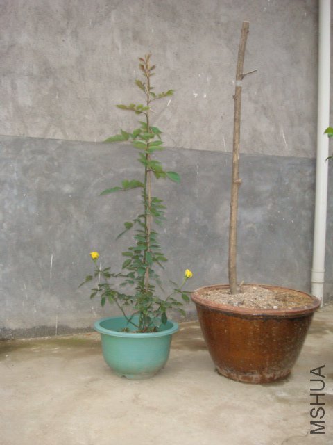 DSC06239.JPG