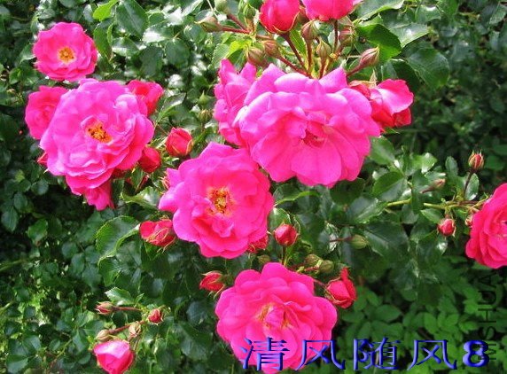 ���µ����� (4).jpg