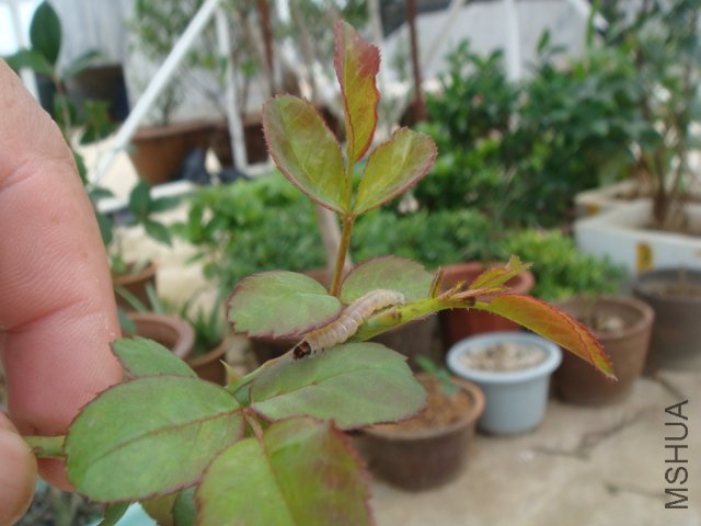 DSC06657.JPG