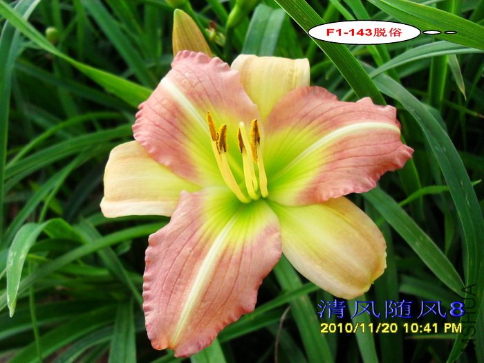 F1-143���� (1).jpg