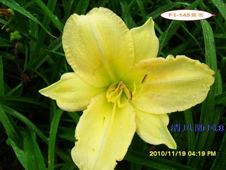 F1-145�Ƶ� (1).jpg