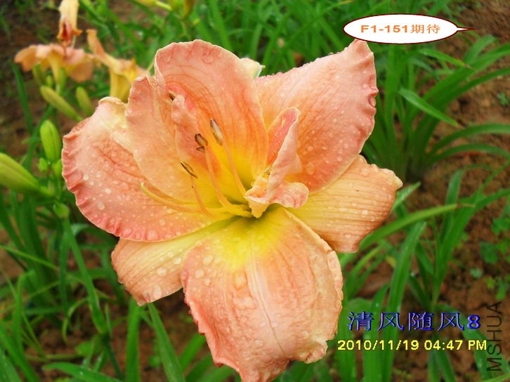 F1-151�ڴ� (2).jpg