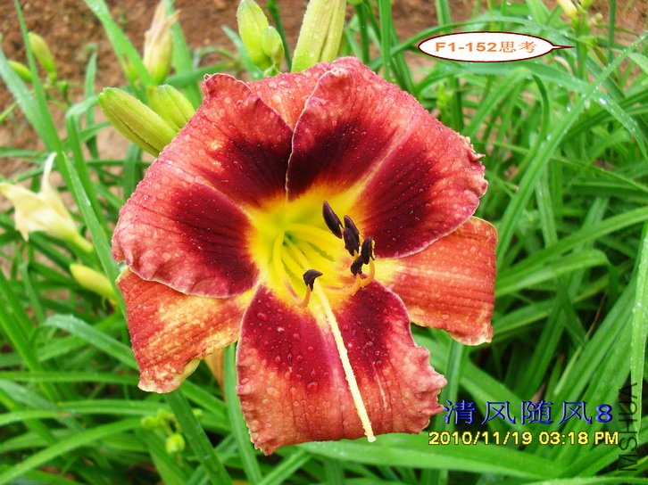 F1-152˼�� (1).jpg