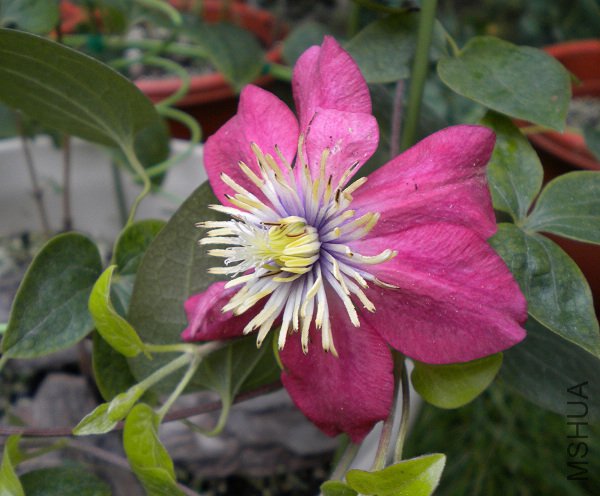 ����֮�����԰棿