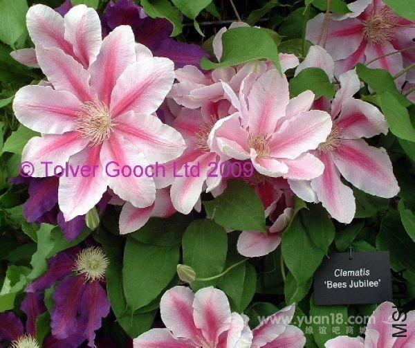 �۷�֮���Ź�������