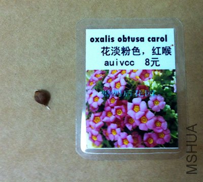 ����-oxalis obtusa carol.jpg