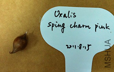 ����-oxalis sping charm pink.jpg