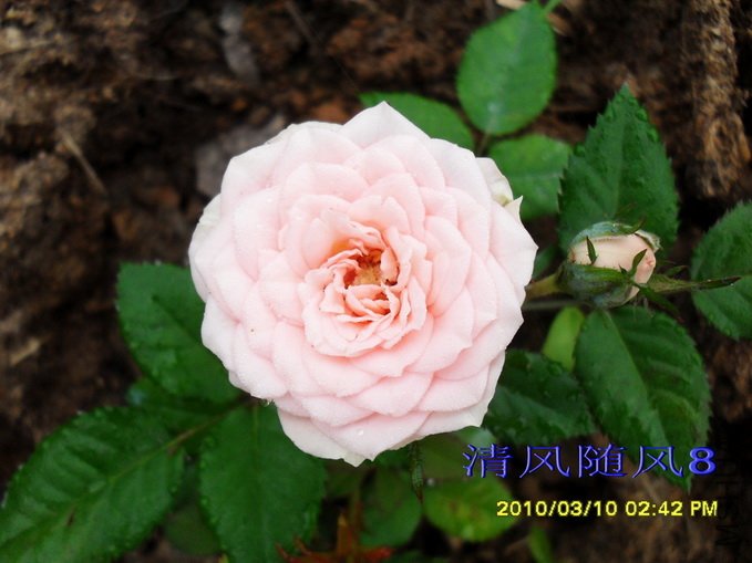 ����Ůʿ (11).jpg