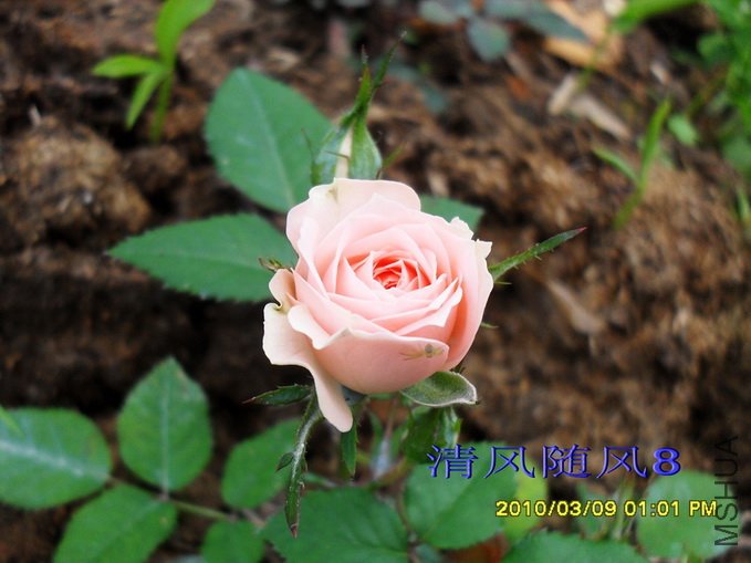 ����Ůʿ (1).jpg