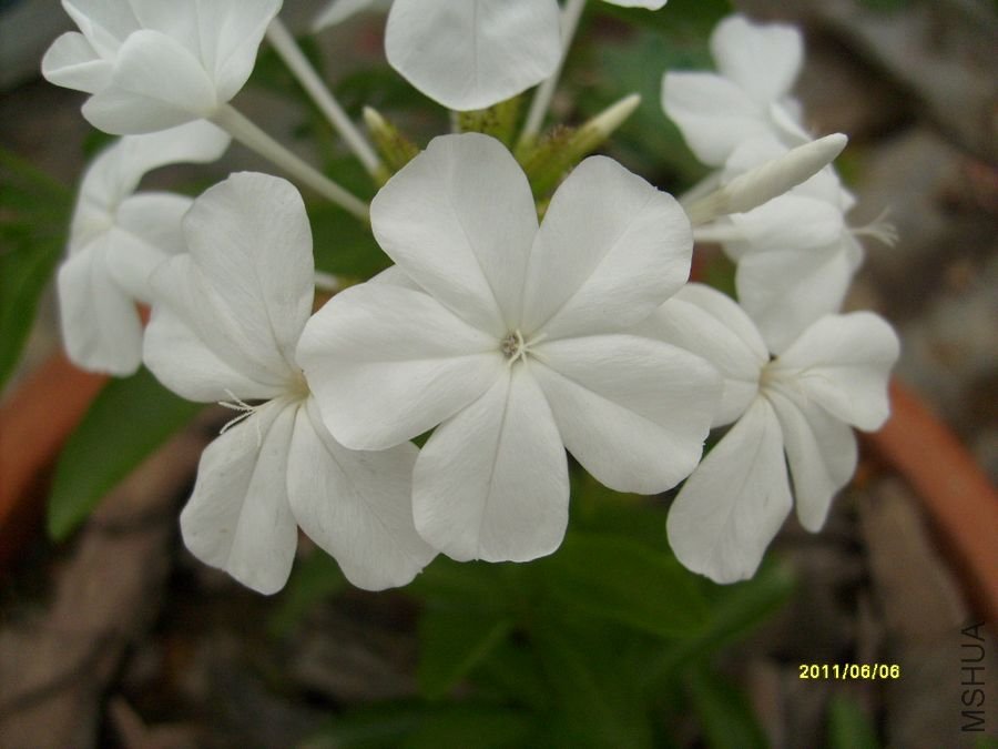 S6303891.jpg