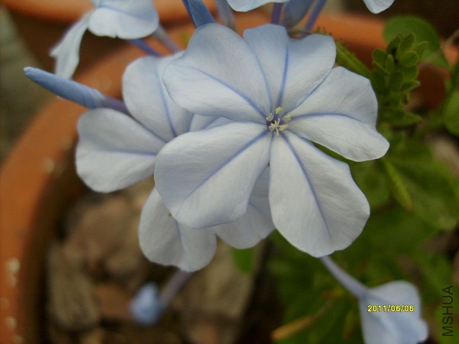 S6303892.jpg