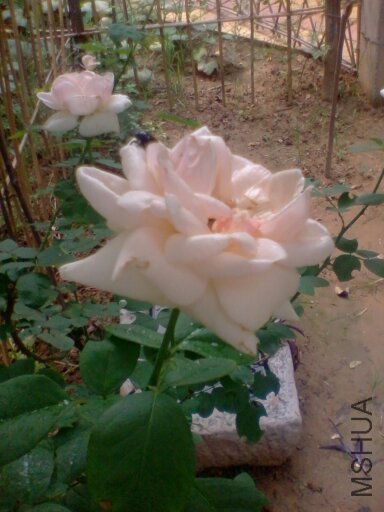 �¼�����   ��֪Ʒ��    ��֪��Ʒ�ֵĸ�֪    ϴ������