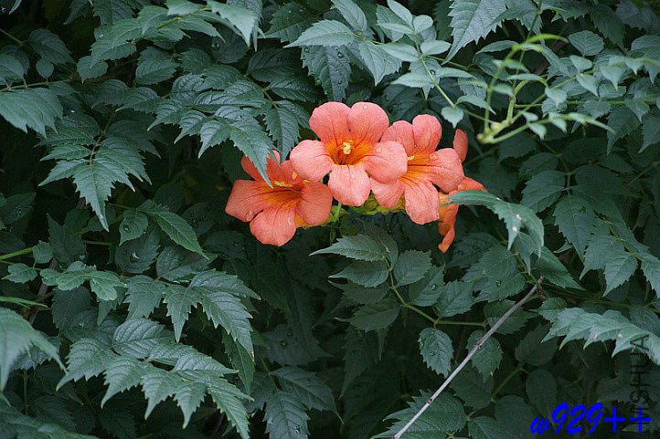 DSC00394_����.JPG