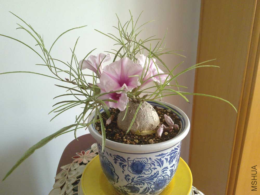 20110813919.jpg