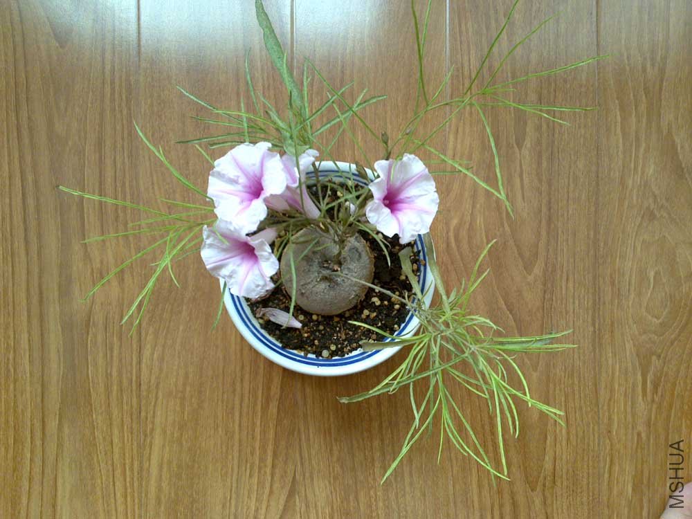 20110813921.jpg