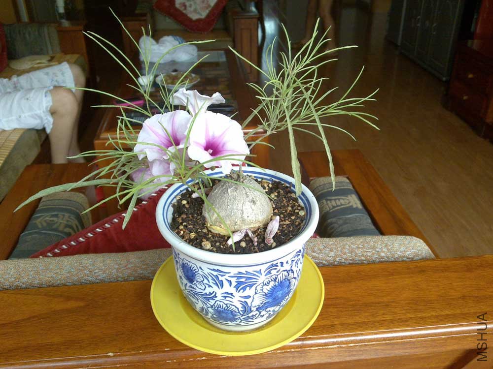 20110813920.jpg