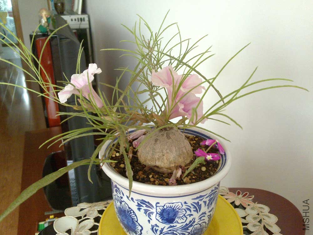20110815930.jpg
