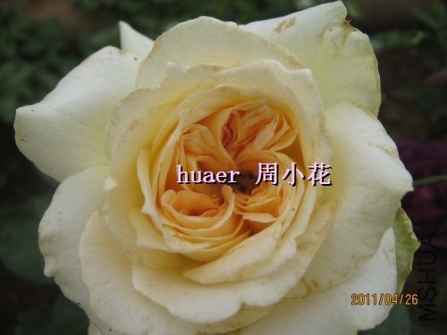T2PZNKXdJbXXXXXXXX_!!10511409.jpg