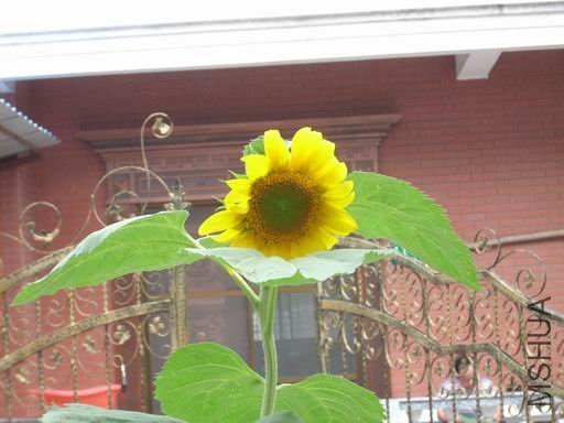 ������С DSCN4453.JPG