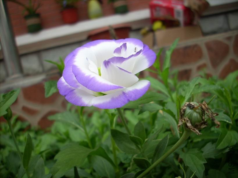 ������С DSCN4797.JPG