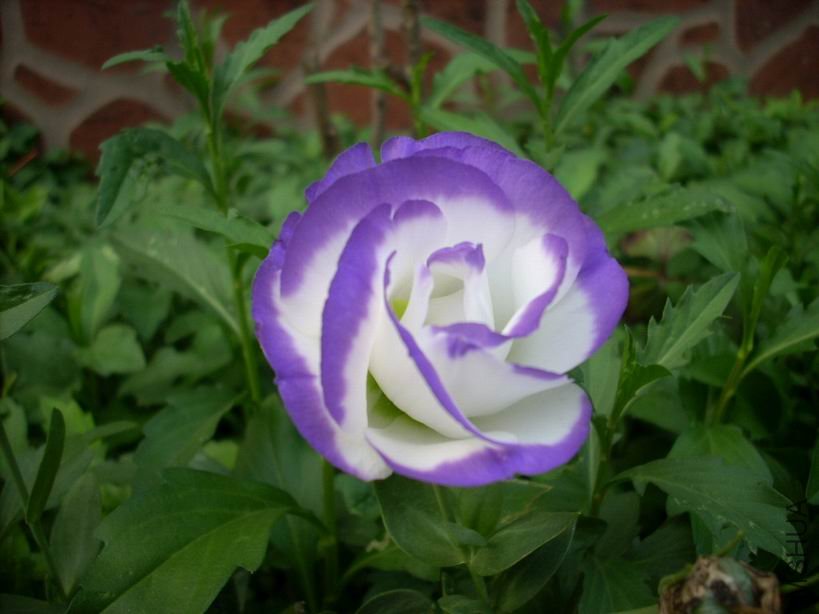 ������С DSCN4798.JPG