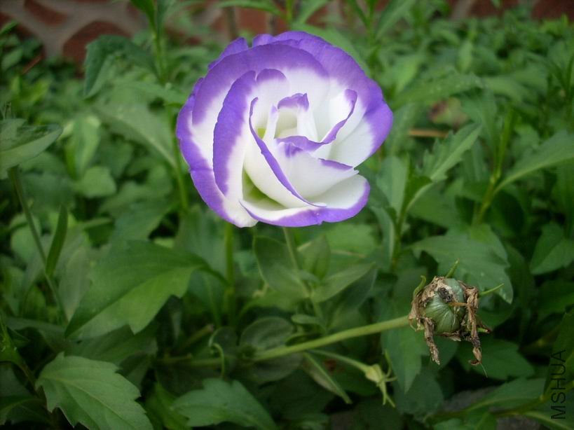 ������С DSCN4800.JPG