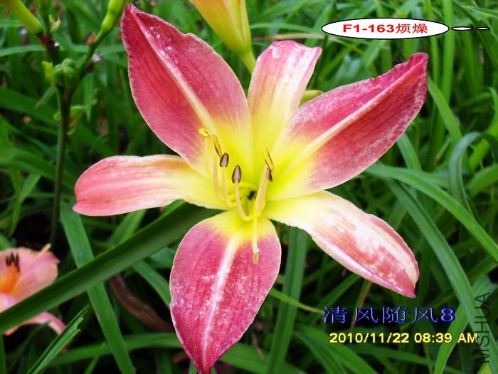 F1-163���� (1).jpg