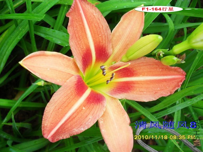 F1-164����  (1).jpg