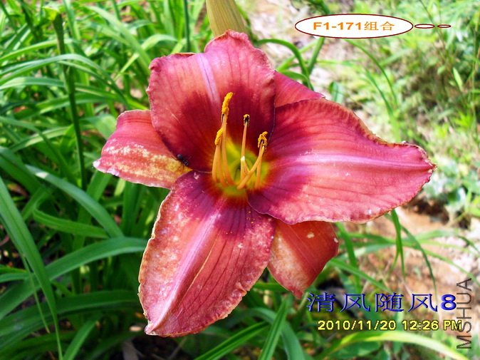 F1-171��� (1).jpg