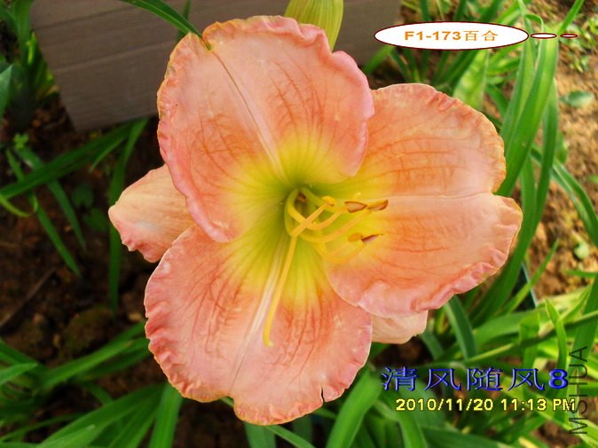 F1-173�ٺ� (4).jpg