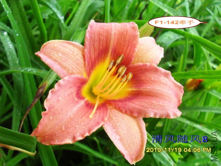 F1-142ǣ�� (1).jpg