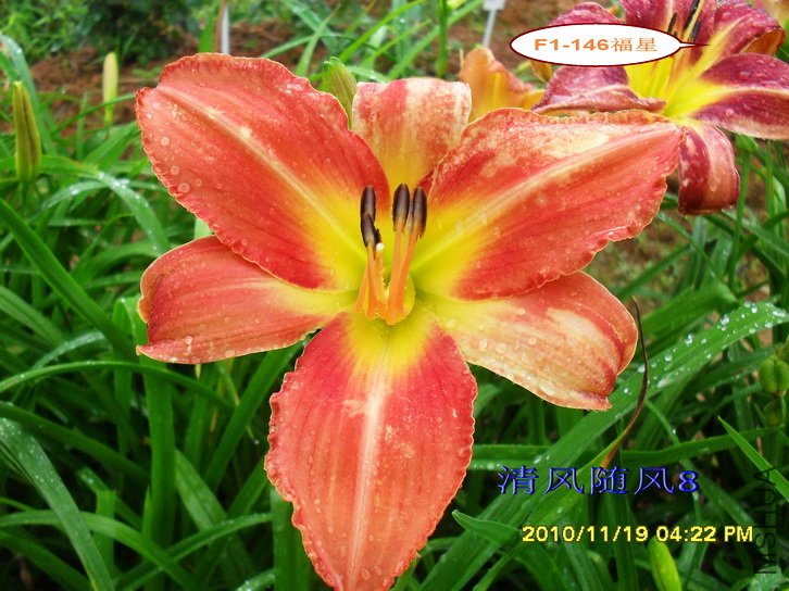 F1-146���� (1).jpg