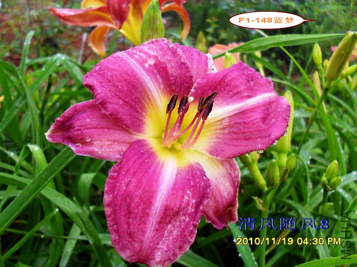 F1-148���� (2).jpg