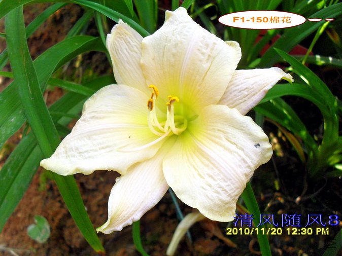 F1-150�޻� (1).jpg