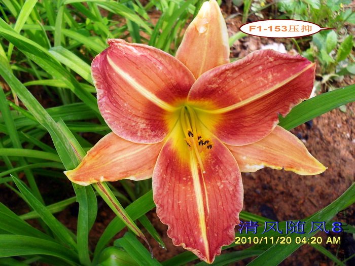 F1-153ѹ�� (2).jpg