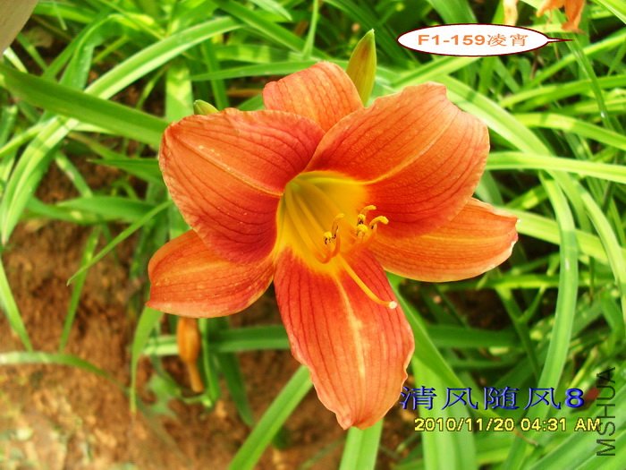 F1-159���� (1).jpg