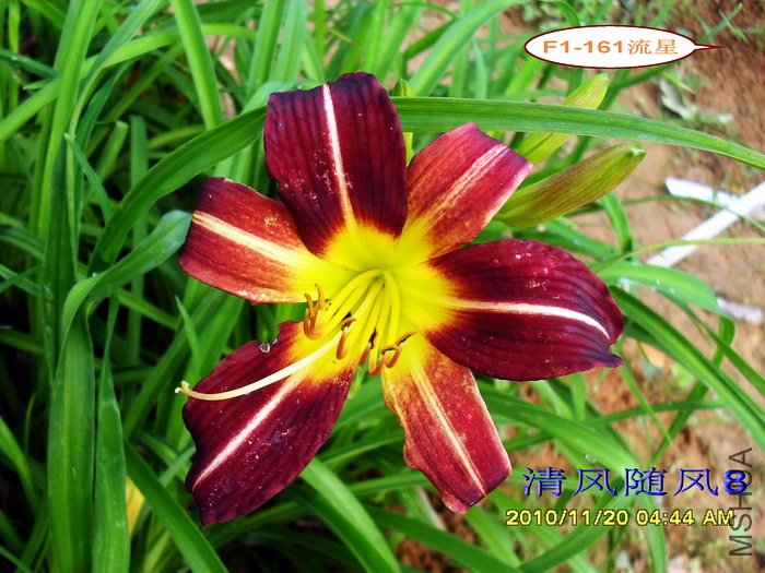 F1-161���� (1).jpg